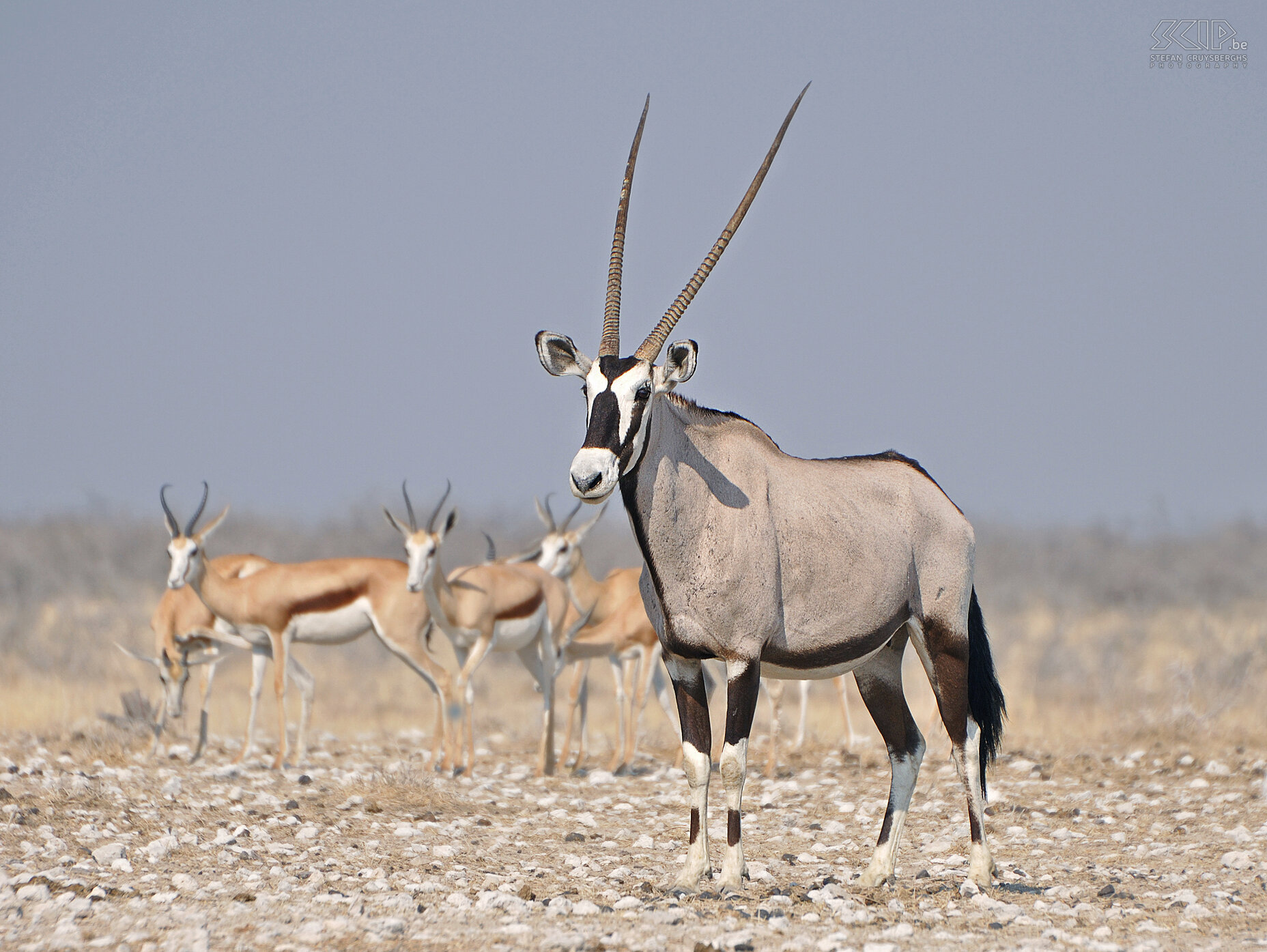 Etosha - Nebrownii - Oryx  Stefan Cruysberghs